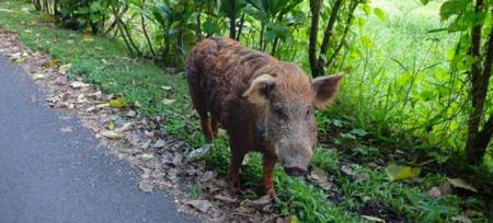 boar_on_road