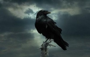 raven