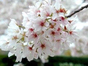 yoshino_flowering_cherry_bloom