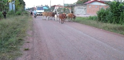 bo_di_tren_duong-lao