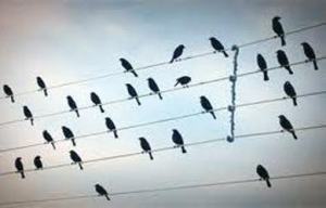 chim_se_dau_giay_dien