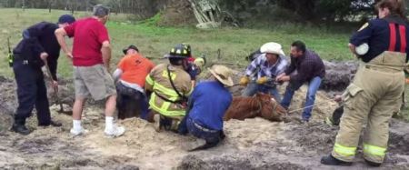 horse_rescue