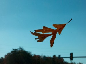 leaf_flying