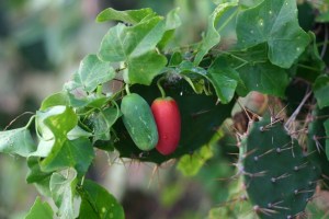 binh_bat_day-olivier_glassey_tranguyen