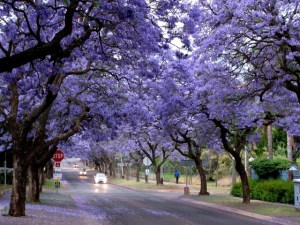 jacaranda_tree