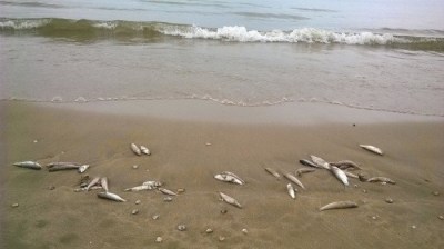 ca_chet_ngoai_bai_bien