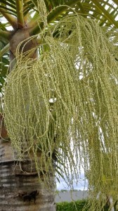 dau_rong_duoi_phuong-ttlh