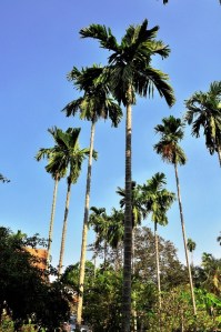 vuon_cau_hoc_mon-thu_thuy