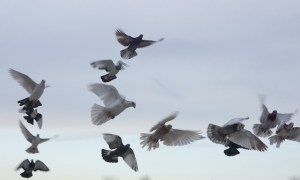 flying_pigeons