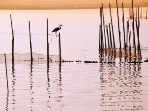 con_co_lan_loi_bo_ao