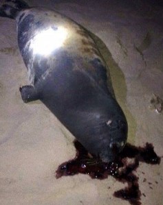 hai_cau_bi_danh_chet