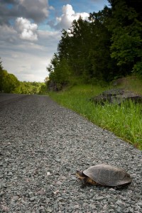 turtle_on_road